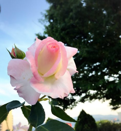 ばら祭りに出店しました