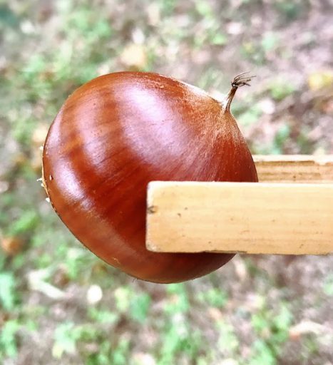 初めての地下鉄と栗ひろい～大阪編