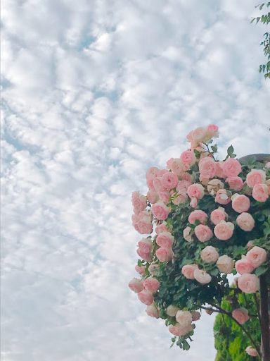 2018年ばら祭にて