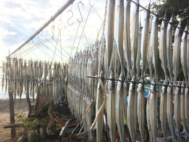 さよりに恋する季節