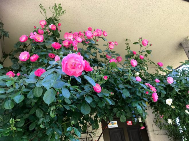 ただ当たり前が