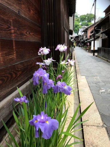 6月の花とちりめん