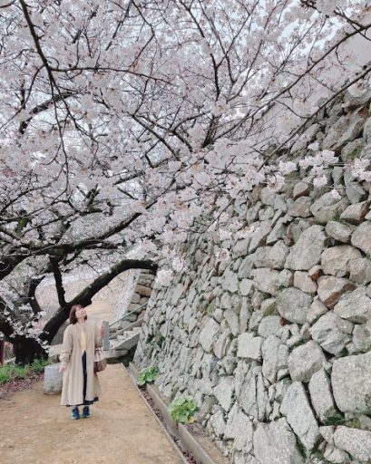 春の訪れ～桜さくら